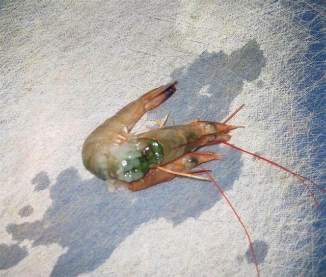 Why you don't buy Exxy Prawns in Oct/Nov